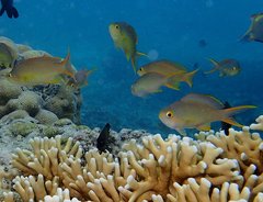 Pseudanthias huchtii