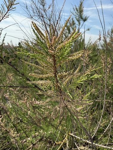African Tamarisk (Tamarix africana)