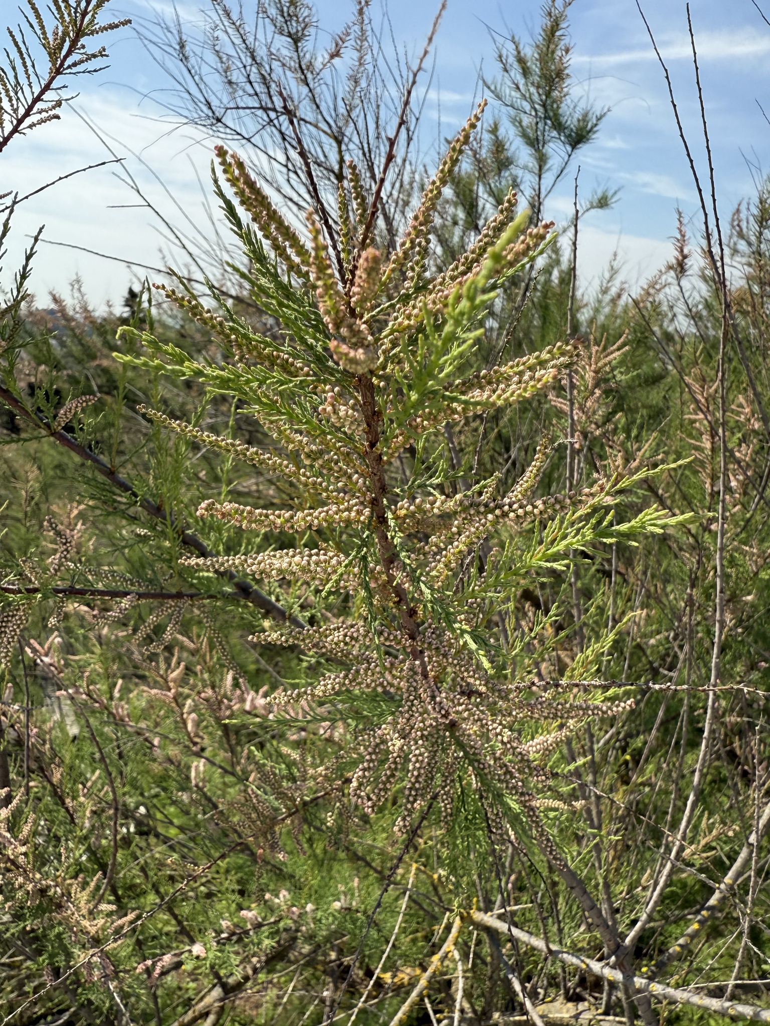 African Tamarisk (Tamarix africana)