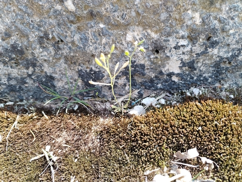 Early Whitlowgrass (Draba praecox)