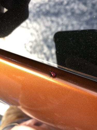 Homoeolabus analis image