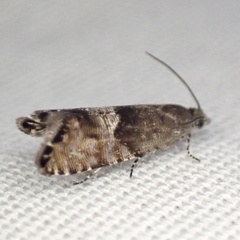 Sereda tautana