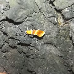 Epicallima bruandella