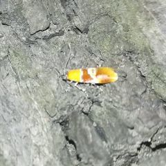 Epicallima bruandella