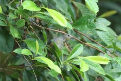 Myrmotherula menetriesii