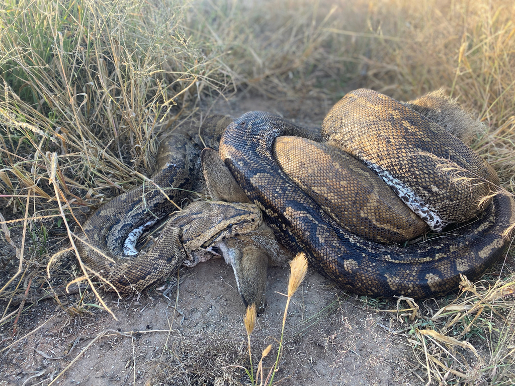 African Python Rearing Up Southern African Python from Otjozondjupa, NA on April 20, 2020 at 07: ...