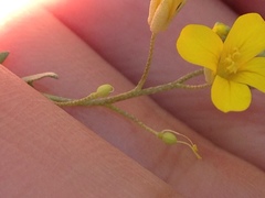 Physaria recurvata