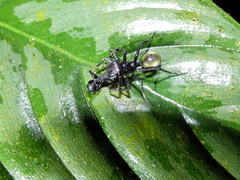 Aphantochilus rogersi