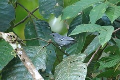 Myrmotherula menetriesii