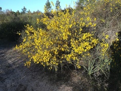 Cytisus grandiflorus