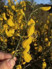 Cytisus grandiflorus