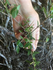 Pimelea drupacea
