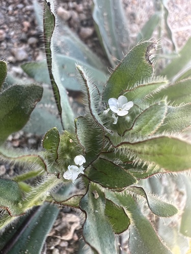Plagiobothrys arizonicus, 2026-03-23