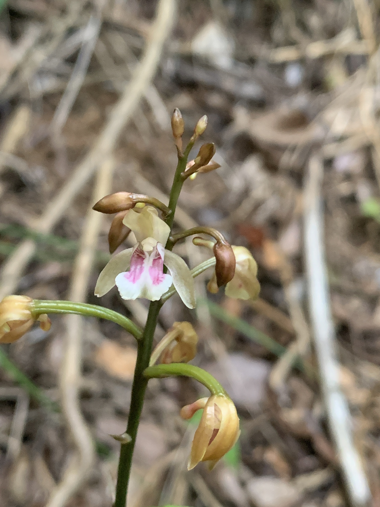 Eulophia maculata