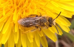 Andrena