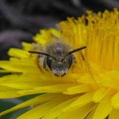 Andrena