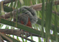Sciurus aureogaster aureogaster