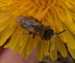 Andrena