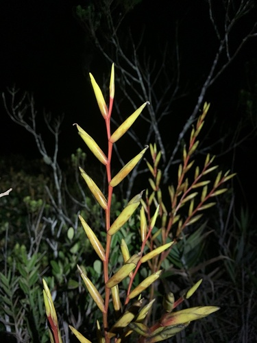 Vriesea procera