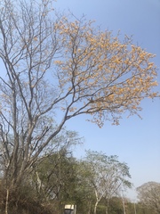 Platymiscium pinnatum