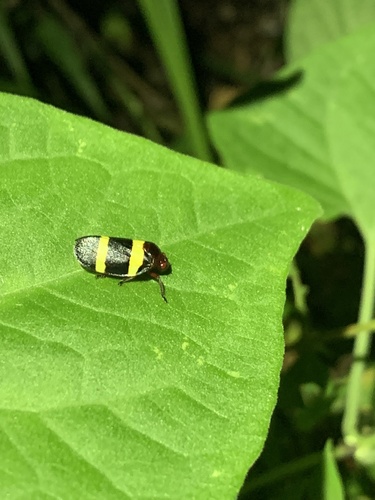 Sphenorhina rubra