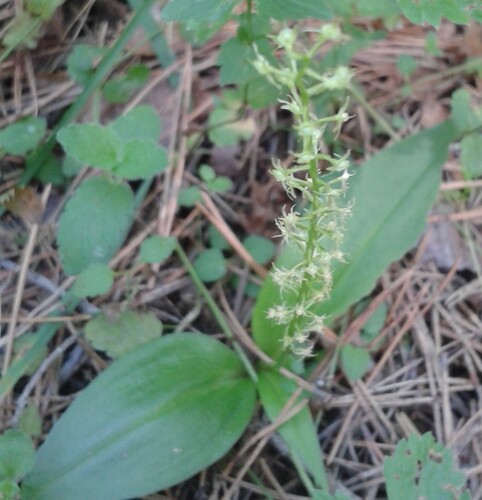White Adder's Mouth (Malaxis monophyllos)