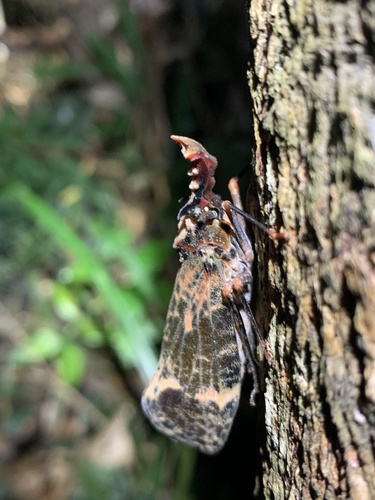 Phrictus diadema