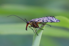 Panorpa meridionalis
