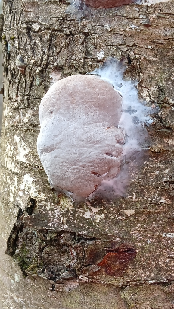 Phellinus nigricans