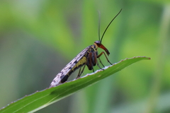 Panorpa meridionalis