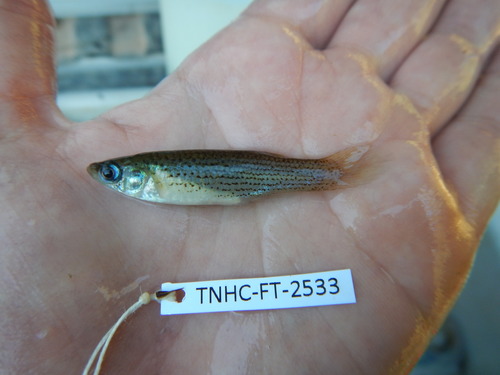 Western Starhead Topminnow