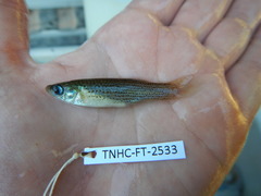 Fundulus blairae