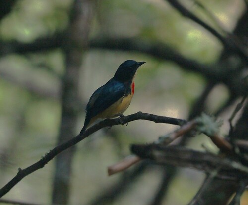 Fire-breasted Flowerpecker