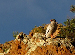 Melierax canorus canorus