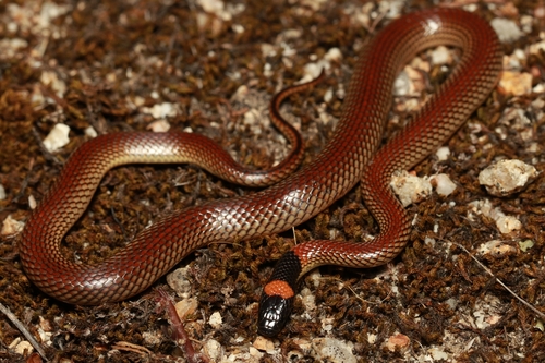 Red-naped Snake, Furina diadema