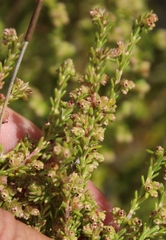 Erica serrata