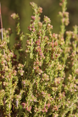Erica serrata