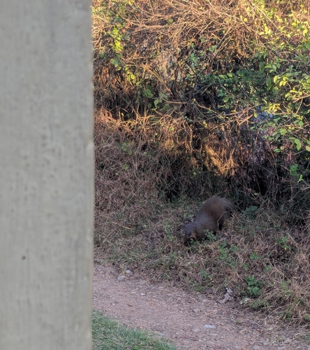 Indian Brown Mongoose