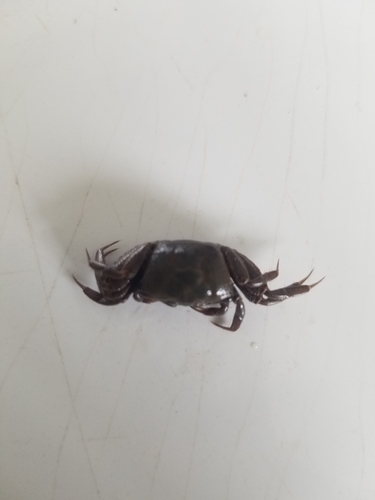 West African Fiddler Crab