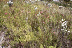 Erica serrata