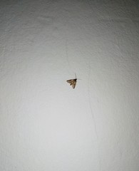 Lepidoptera