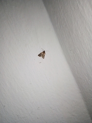 Lepidoptera