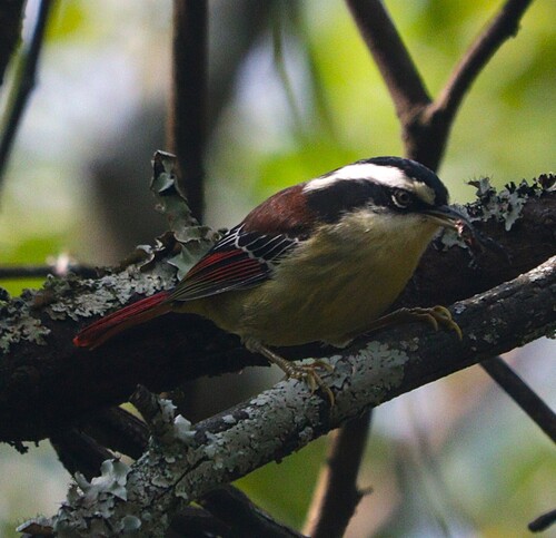 Red-tailed Minla