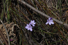 Thereianthus juncifolius