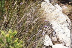 Thereianthus juncifolius