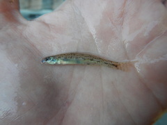 Etheostoma chlorosoma