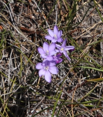 Thereianthus juncifolius