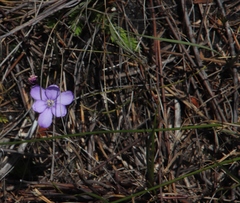 Thereianthus juncifolius