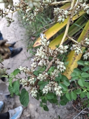 Hohenbergia ridleyi