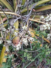 Hohenbergia ridleyi, photograph (c) Carlos Henrique, some rights reserved (CC BY-SA)